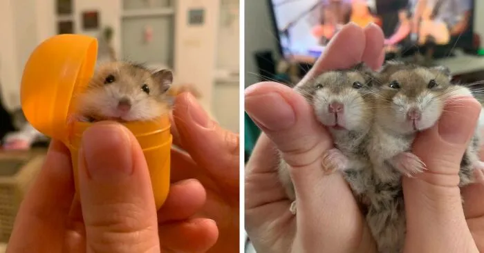 Rodents Can Do Cute Things (20 Pics)