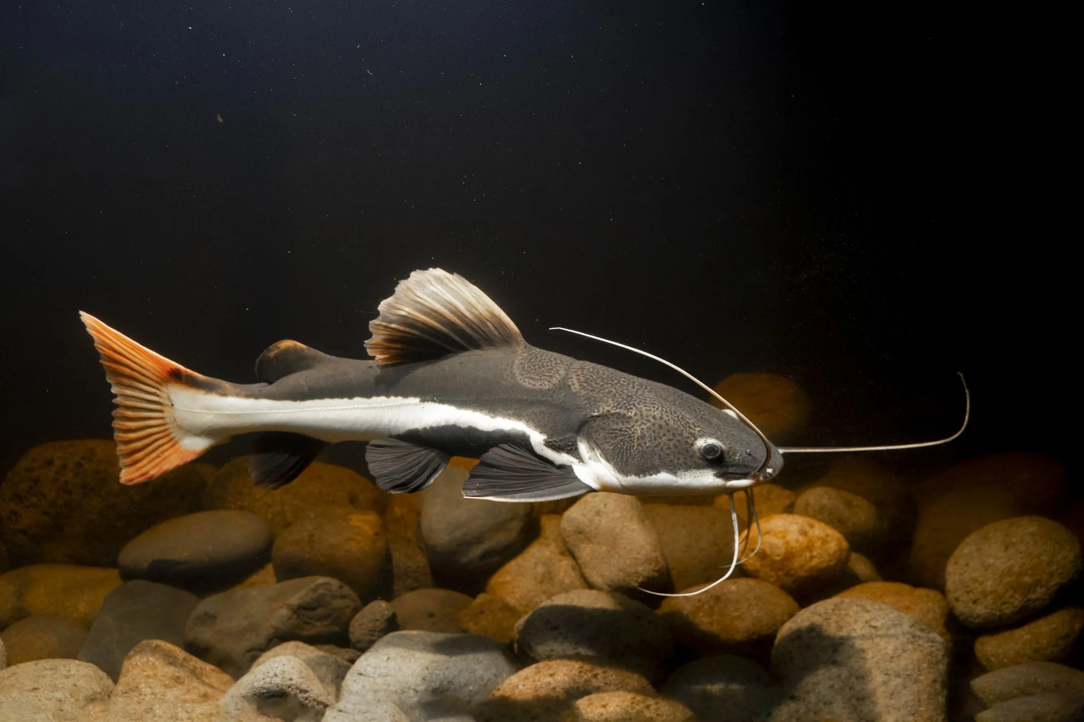 Why Aquarium Fish Swimming Upside Down