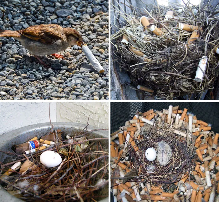 Un ave urbana que utiliza colillas de cigarrillo para proteger a sus polluelos de los parásitos. Nocivo para los humanos pero beneficioso para las aves
