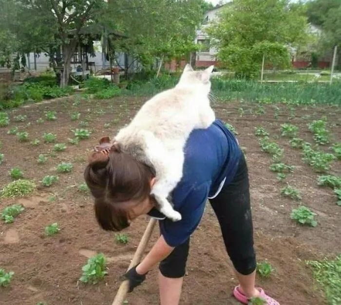 “El consejo de gatos” ha hablado, y estas 20 publicaciones son las más adorables que tienen