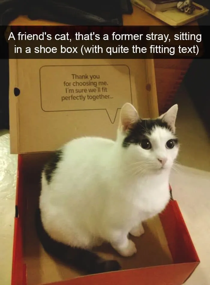 ‘The Council Of Cattos’: 45 Meowtastic Posts To Bring You A Dose Of Feline Goodness