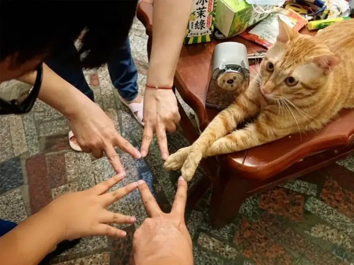 Group forming a star shape with fingers next to a ginger cat, illustrating unhinged images that seem unreal.