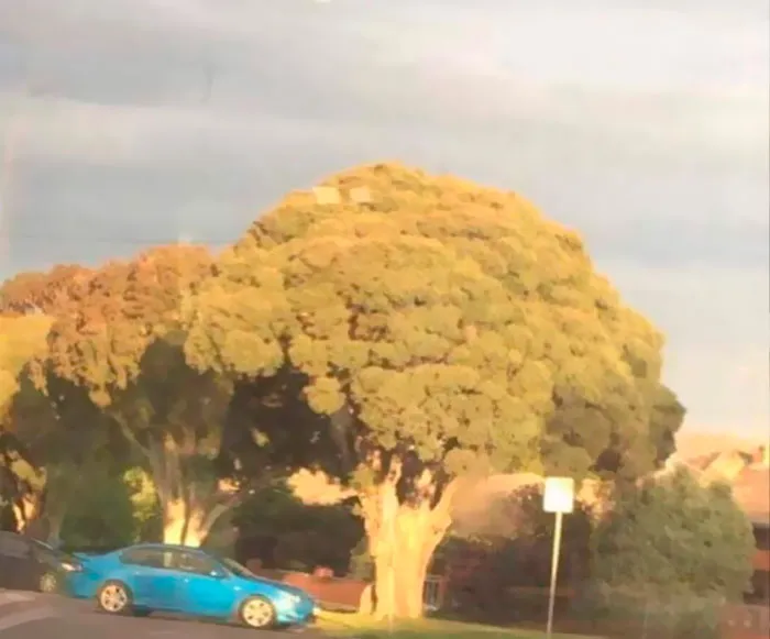 A large tree resembling broccoli with a blue car parked nearby, capturing an important image that's hard to believe is real.