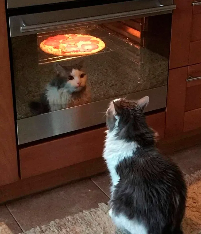Cat staring at its reflection in an oven door with a pizza inside, an important image that seems surreal.