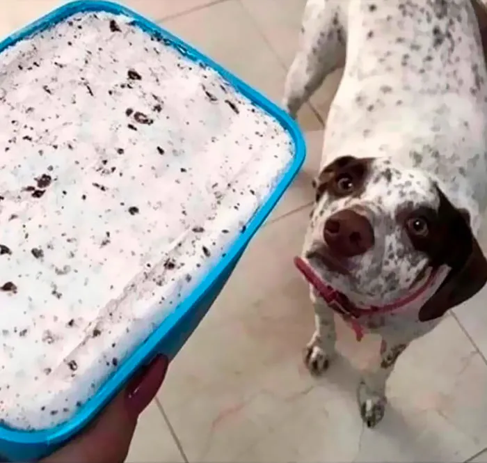 Dog staring at a container of ice cream-like cement, showcasing important images that are hard to believe are real.