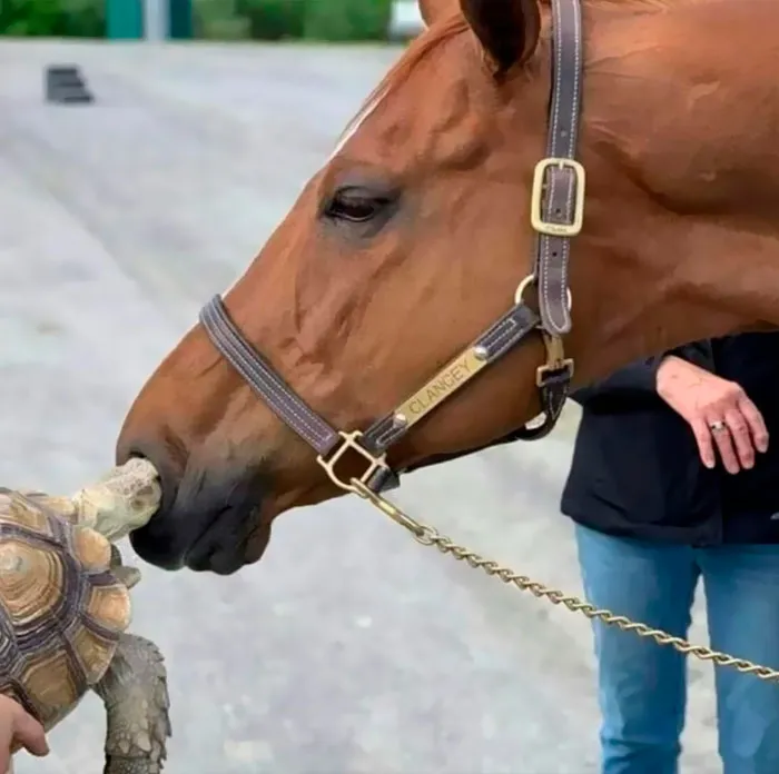 Horse and tortoise touching noses, creating an important image that's hard to believe is real.