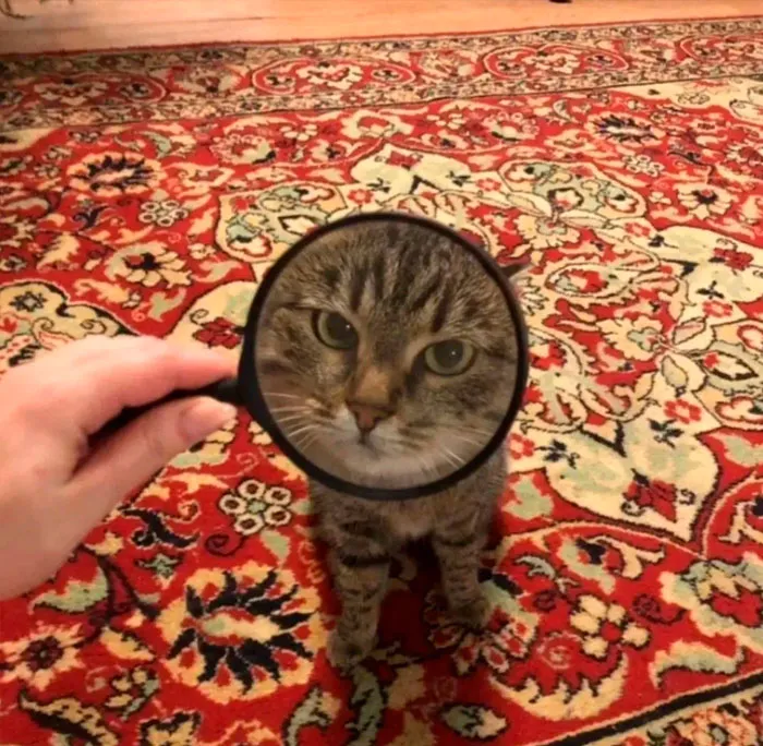 A magnifying glass enlarging a cat's face on a patterned red carpet, creating an amusing perspective in important images.