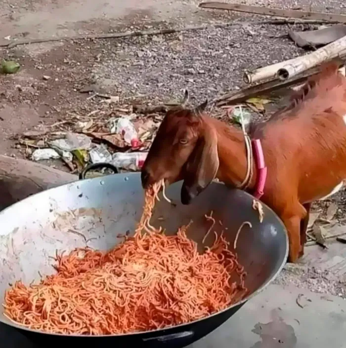 Goat eating from a large pan of spaghetti, creating an important image that's hard to believe is real.