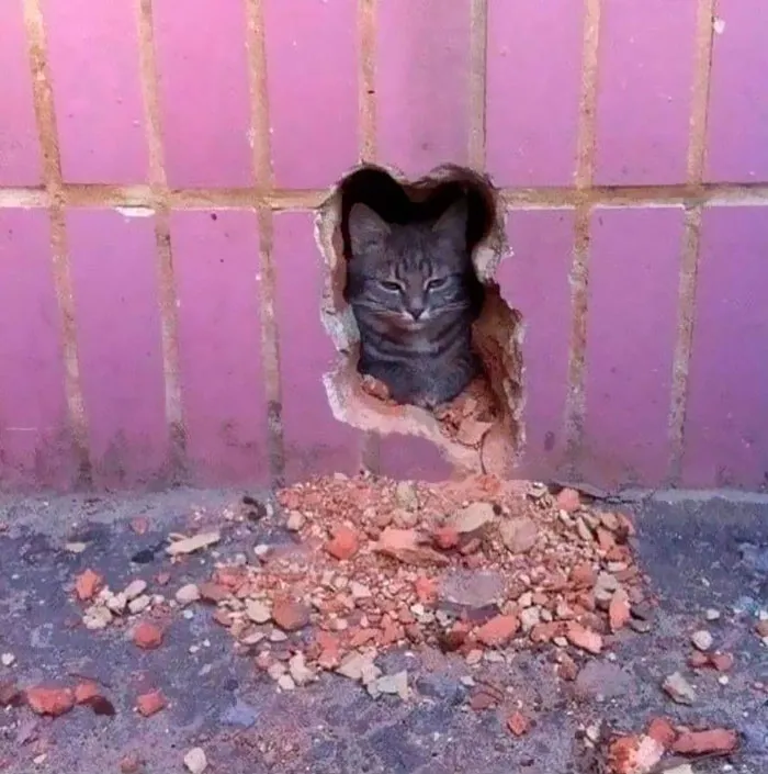 A cat peeks through a hole in a brick wall, surrounded by rubble, creating an important and unhinged image.