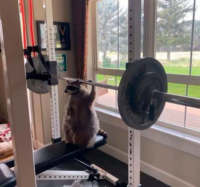 Raccoon sitting on a bench press in a gym setting under sunlight; important images can be hard to believe.