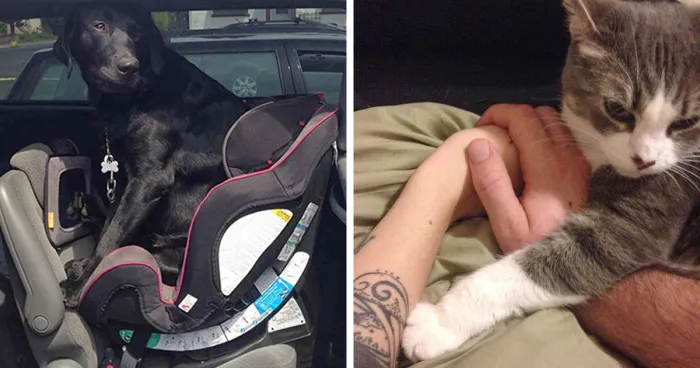 50 Times Pets Hilariously Showed How Jealous They Are