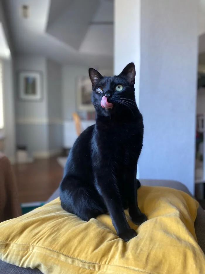Sierra Licking Her Chops