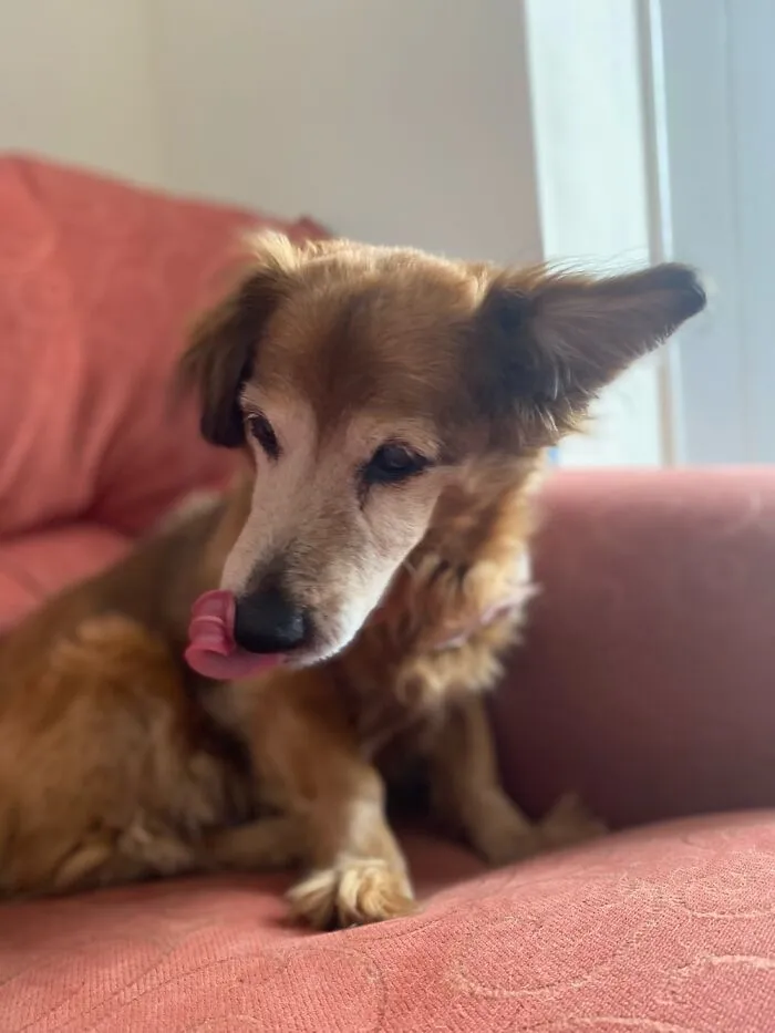 Maksi, In June She’s 18! Sweet Little Fluff!