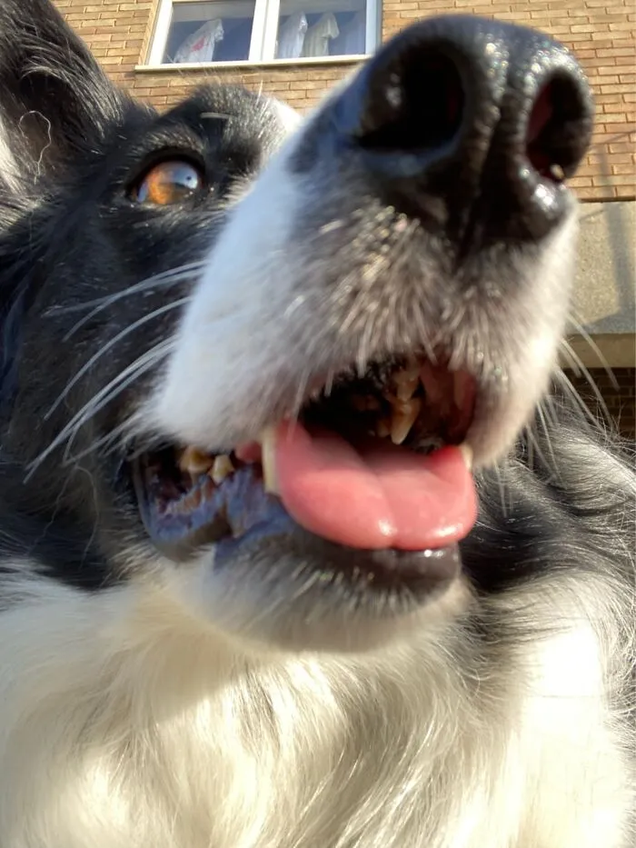 Tali’s Teefs And Tongue