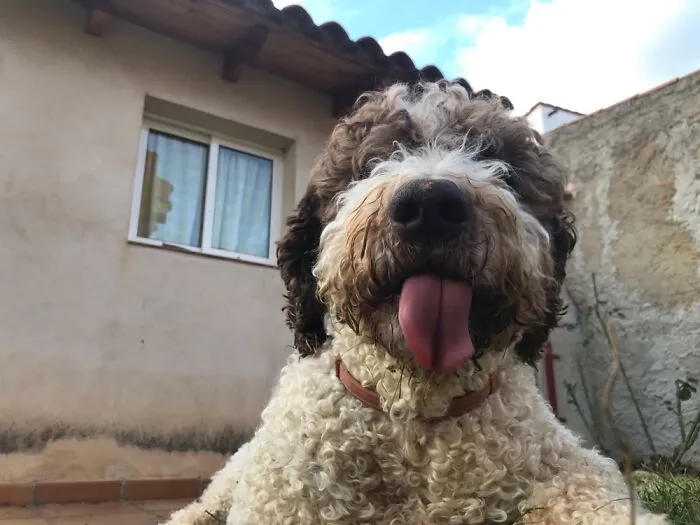 Goofy Boy