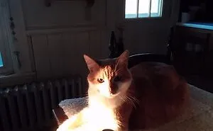 Hey Pandas, Post A Picture Of Your Cat!