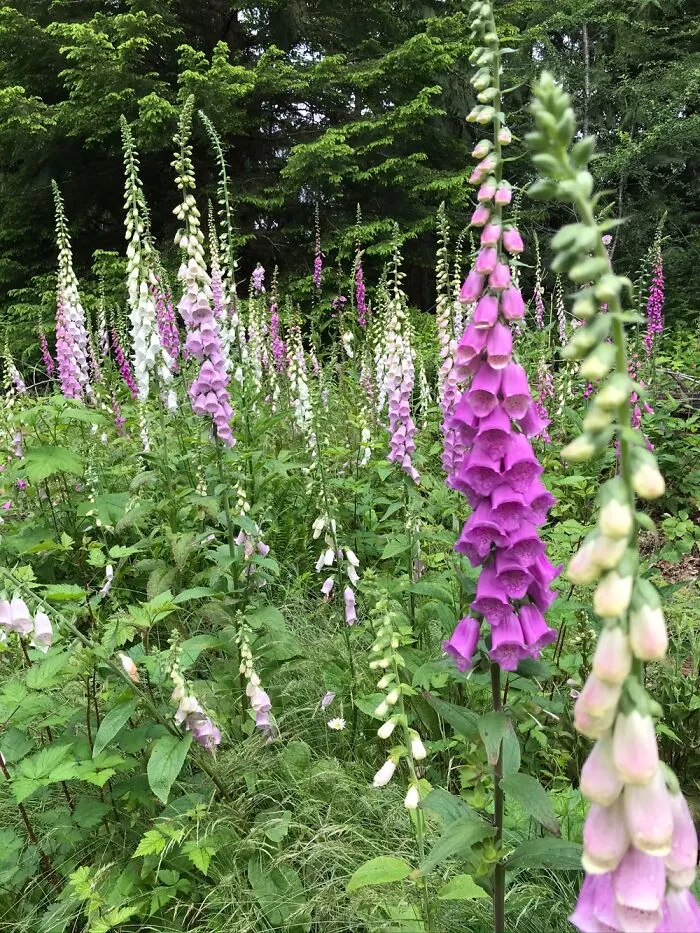 Foxglove Lane