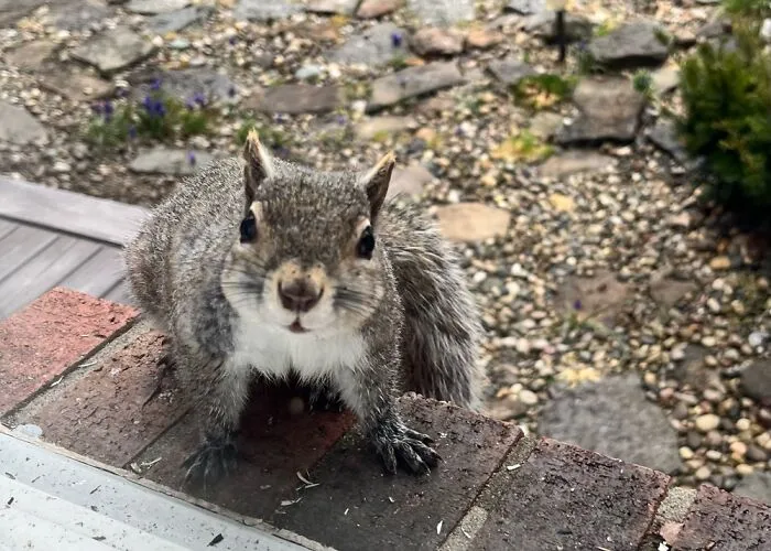 Good Morning, Chip!