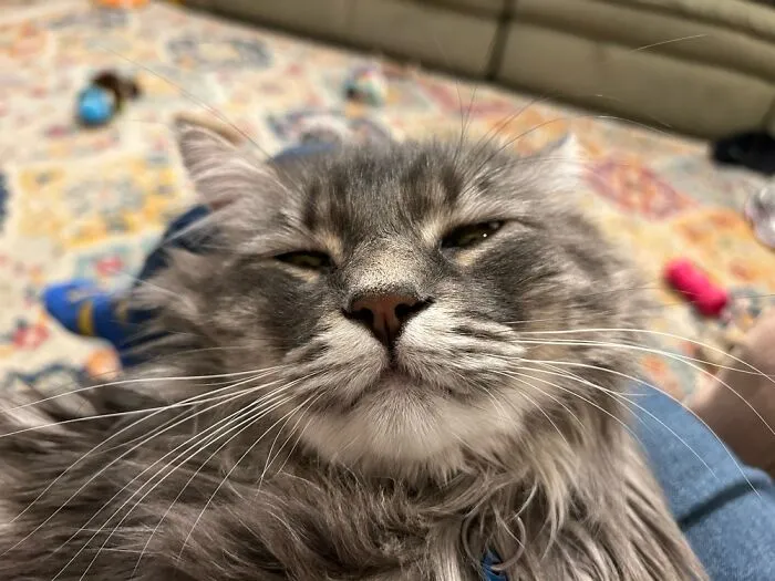 Our Man Cat Blu!