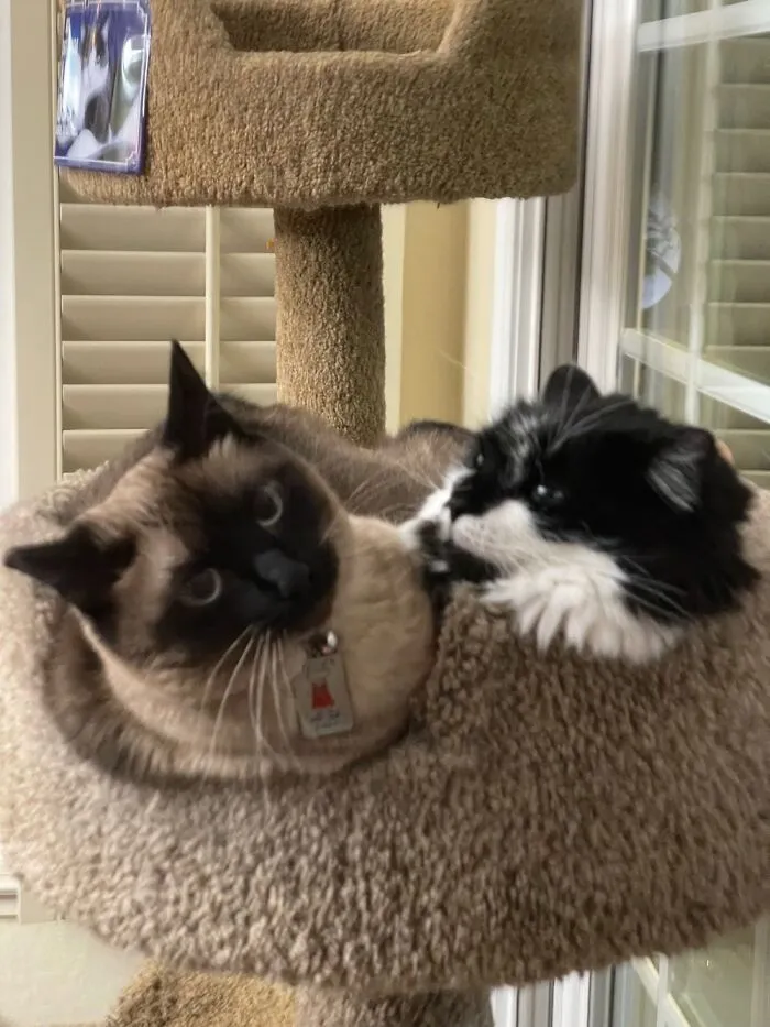 Our Two Girls, Kayla, A Siamese On The Left, And Pad Thai, A Long Haired Tuxedo, On The Right