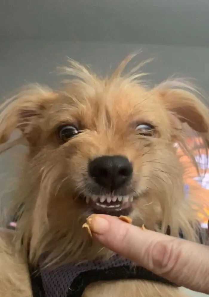 Mo Has An Underbite.  This Is How He Has To Eat Most Things