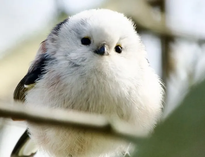 Long-Tailed-Tit