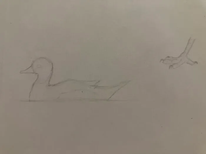 I Was Drawing Some Birds, I Like Nature Journaling