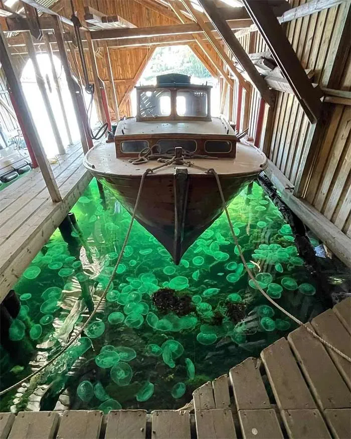 Looks Like Some Studio Ghibli Stuff
