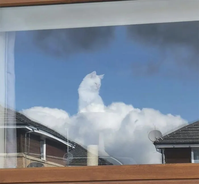 Purrfect