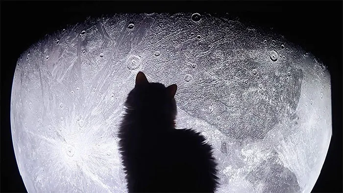 My Fiance Was Watching A Documentary And Our Cat Decided To Come Into The View