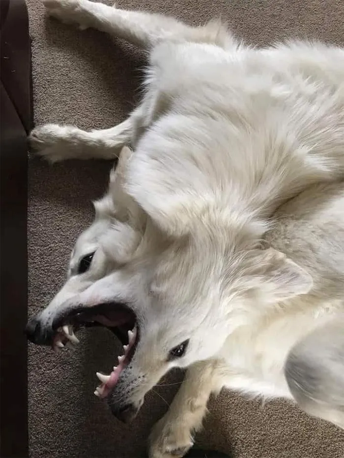 Biblically Accurate Doggo