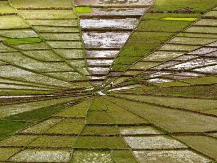 Rice Field In Indonesia