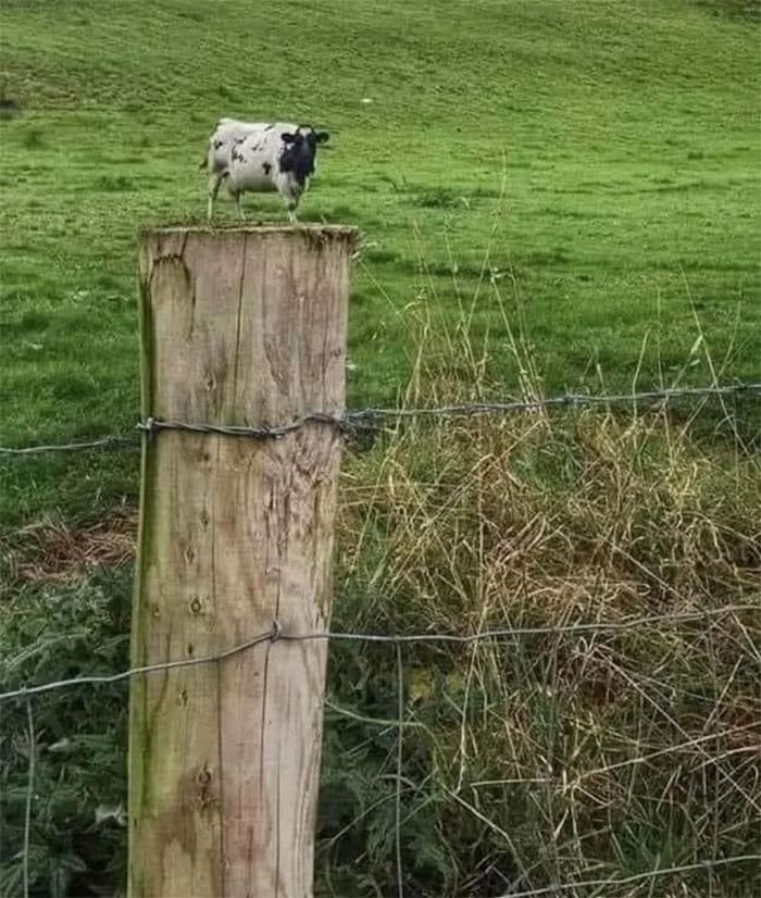 The Tiniest Moo