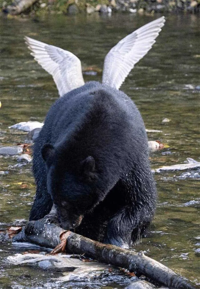 Peg-Ursus