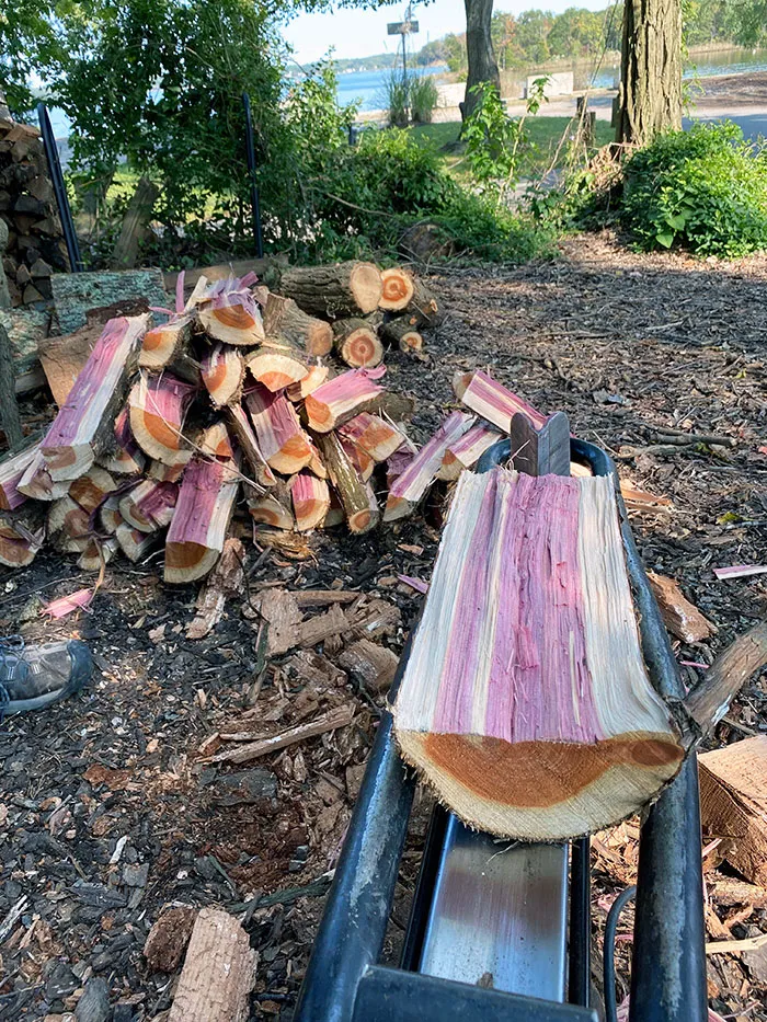 Esta madera de cedro que estaba cortando era de color púrpura en su interior 
