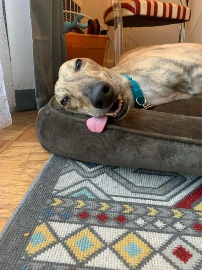 The Majestic Greyhound!