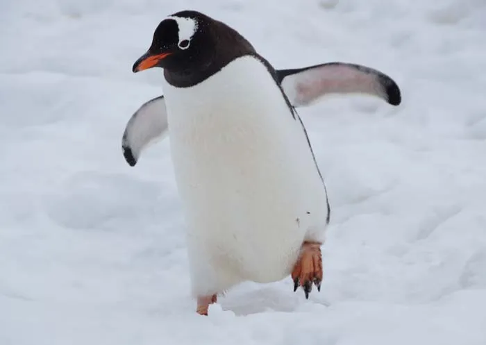 30 ‘Today I Learned’ Facts To Spark Your Curiosity (New Pics)