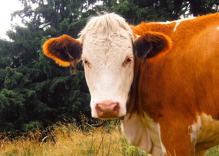 30 On-The-Nose Facts That Many Of Us May Feel Stupid For Not Realizing Earlier