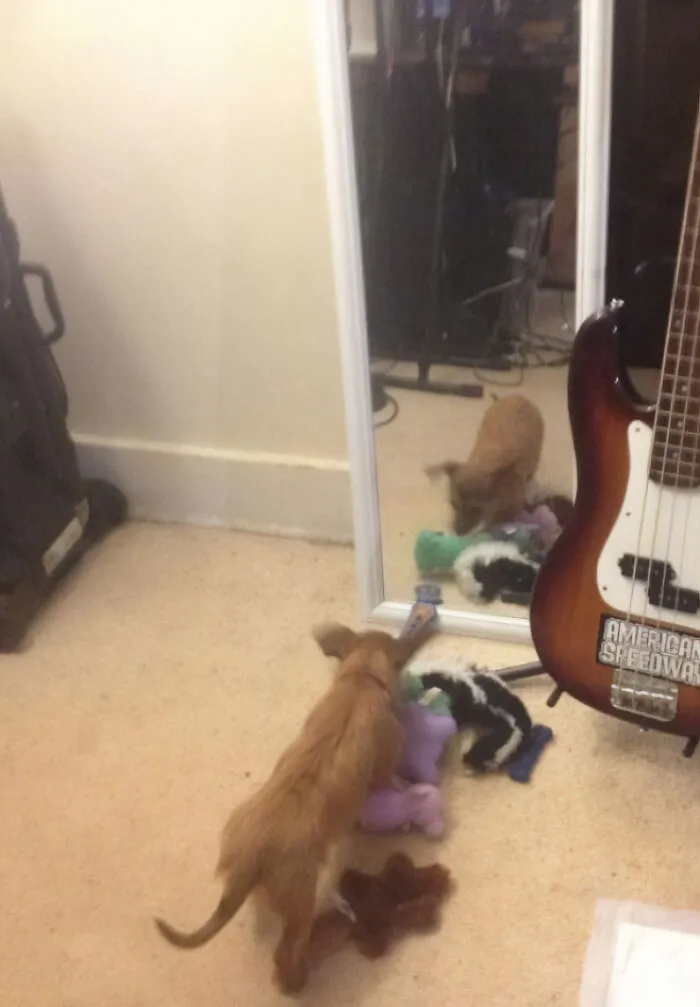 She Brought All Her Toys Over So The Mirror Doggy Could Play With Them