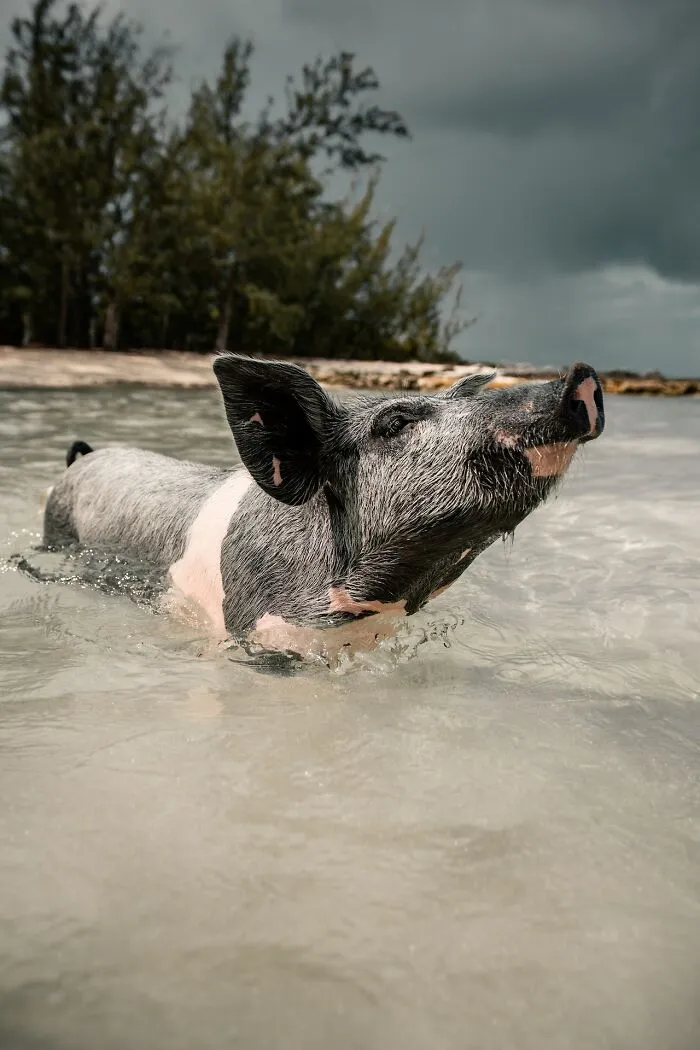 A pig swimming in clear water near a beach, with dark clouds and trees in the background.