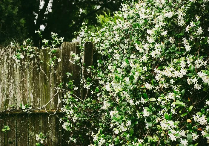 The Word “Jasmine” And Jasmine Flowers (China)
