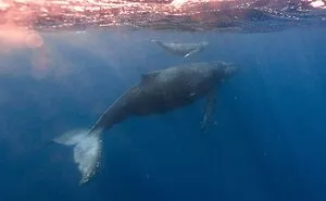 40 Weird Animal Behaviors That Are As Weird As They Are Impressive