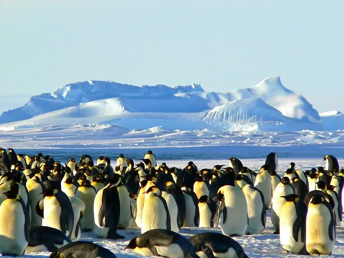Some Penguins Cheat On Their Partners