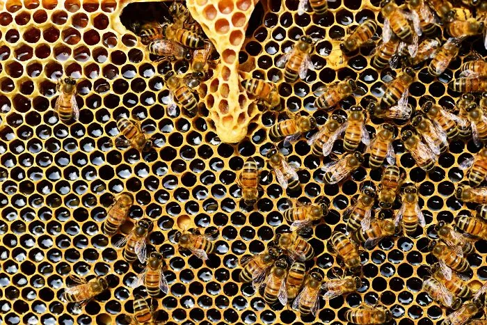 Bees Get Drunk