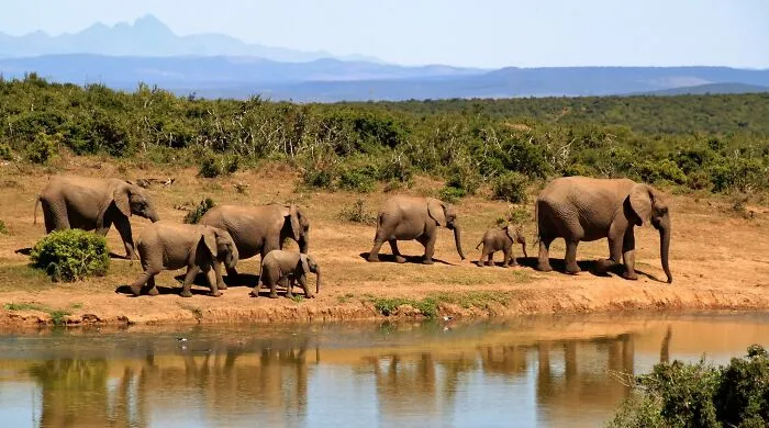 Elephants Hold Funerals