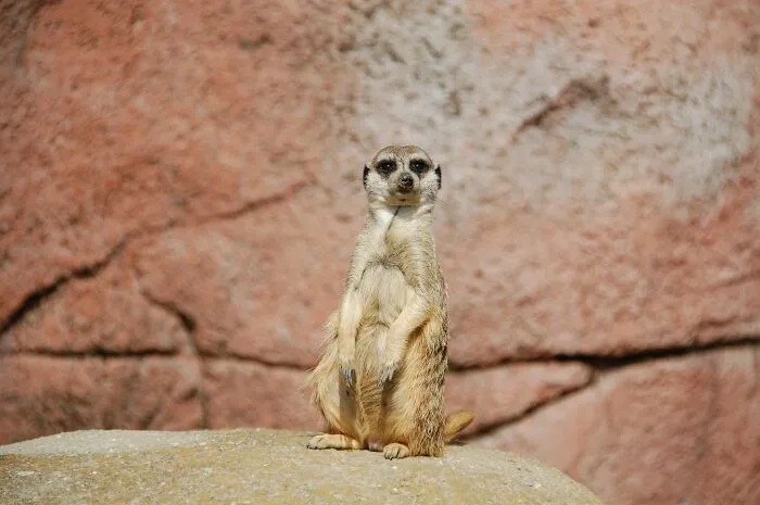Meerkats Homeschool Their Youngsters