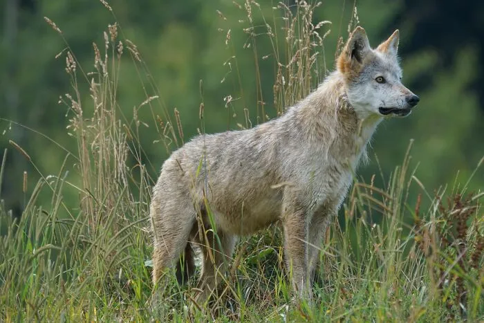 Wolf Pack Hierarchy