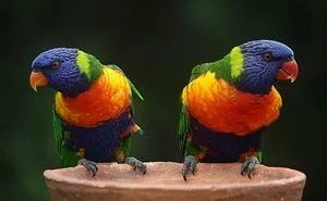 40 Weird Animal Behaviors That Are As Weird As They Are Impressive