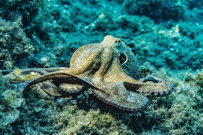 Octopus Fight By Picking Things Up And Throwing Them