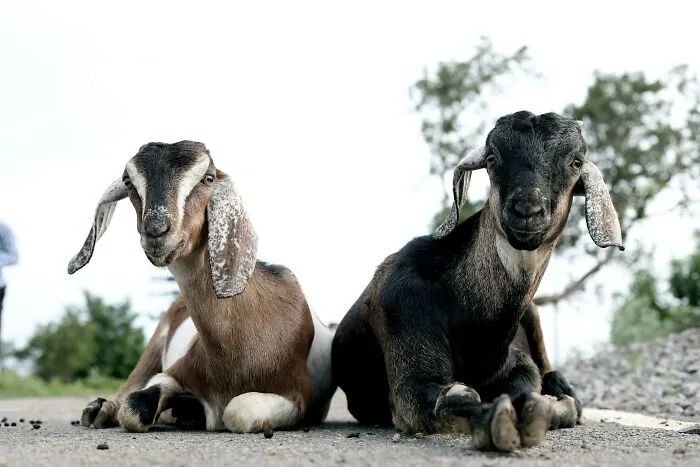 Goats Develop Accents